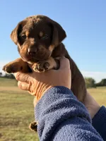 Mismark Male, a male Labrador Retriever for sale in Jerico Springs, MO – 6 of 7