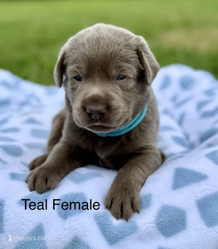 Silver Female – Labrador Retriever puppy for sale in Jerico Springs, MO