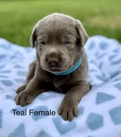 Silver Female, a female Labrador Retriever for sale in Jerico Springs, MO – 2 of 5