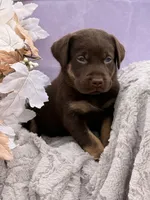 Lane (Mismark Chocolate) , a male Labrador Retriever for sale in Jerico Springs, MO – 6 of 6
