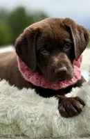Brendan, a male Labrador Retriever for sale in Jerico Springs, MO – 3 of 8