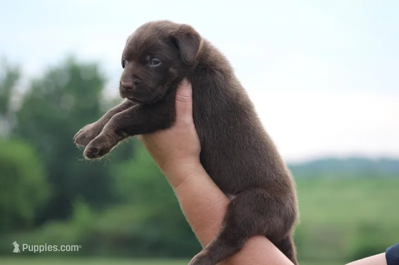 Dakota Mismark Chocolate – Labrador Retriever puppy for sale in Jerico Springs, MO