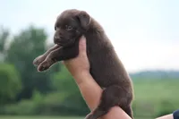 Dakota Mismark Chocolate, a male Labrador Retriever for sale in Jerico Springs, MO – 1 of 4