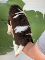 Brown and white Male, a male Newfoundland for sale in Jerico Springs, MO – 2 of 5