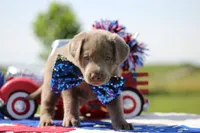 Green Collar, a male Labrador Retriever for sale in Jerico Springs, MO – 4 of 4