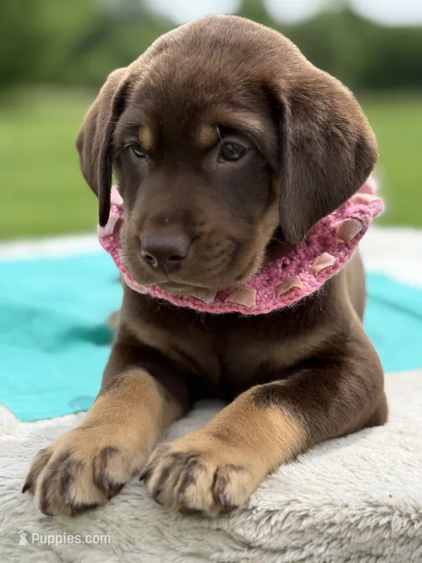 Neon Mismark Female – Labrador Retriever puppy for sale in Jerico Springs, MO