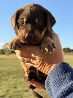 Mismark Male, a male Labrador Retriever for sale in Jerico Springs, MO – 2 of 7