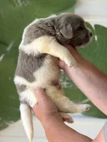 Beige and white male, a male Newfoundland for sale in Jerico Springs, MO – 4 of 4