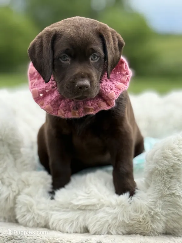 Bria – Labrador Retriever puppy for sale in Jerico Springs, MO