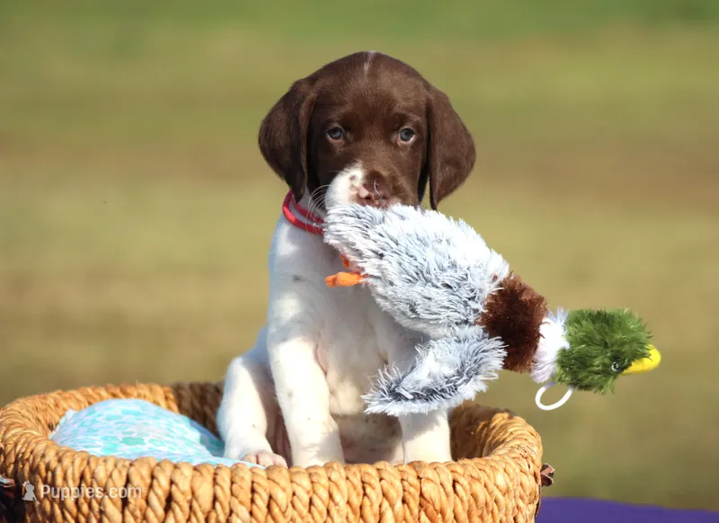 Sofie  – German Shorthaired Pointer puppy for sale in Jerico Springs, MO