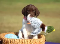 Sofie , a female German Shorthaired Pointer for sale in Jerico Springs, MO – 1 of 5