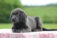 Charcoal Female Purple Collar, a female Labrador Retriever for sale in Jerico Springs, MO – 2 of 5