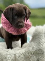 Bria, a female Labrador Retriever for sale in Jerico Springs, MO – 6 of 8