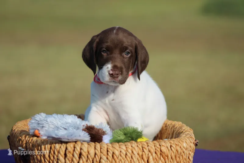 Sofie  – German Shorthaired Pointer puppy for sale in Jerico Springs, MO