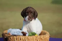 Sofie , a female German Shorthaired Pointer for sale in Jerico Springs, MO – 4 of 5