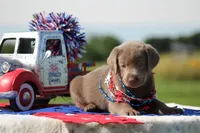 Light Blue Collar, a female Labrador Retriever for sale in Jerico Springs, MO – 4 of 5