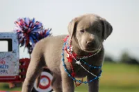 Purple Collar, a female Labrador Retriever for sale in Jerico Springs, MO – 3 of 4
