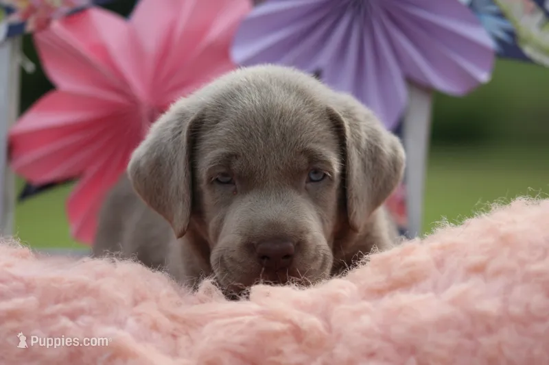 Duke – Labrador Retriever puppy for sale in Jerico Springs, MO