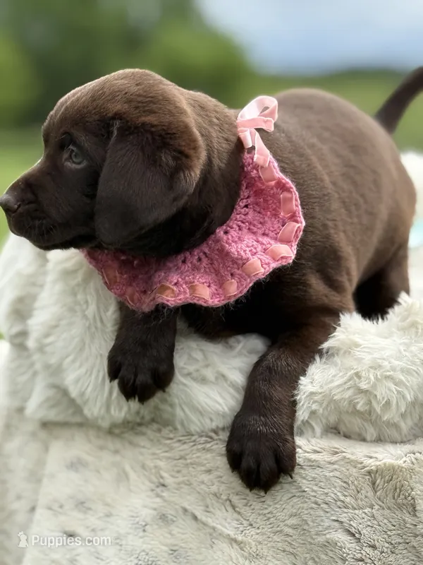 Bria – Labrador Retriever puppy for sale in Jerico Springs, MO
