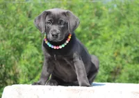 Sonia, a female Labrador Retriever for sale in Sheldon, MO – Photo 2 of 3