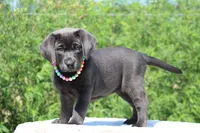 Sonia, a female Labrador Retriever for sale in Sheldon, MO – Photo 3 of 3