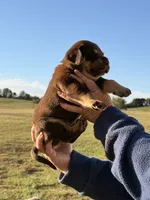 Mismark Male, a male Labrador Retriever for sale in Jerico Springs, MO – 3 of 7
