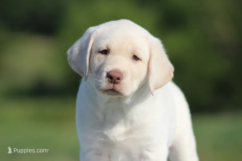Sammy – Labrador Retriever puppy for sale in Jerico Springs, MO