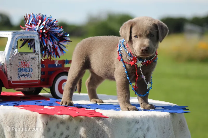 Purple Collar – Labrador Retriever puppy for sale in Jerico Springs, MO