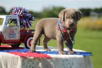 Purple Collar, a female Labrador Retriever for sale in Jerico Springs, MO – 1 of 4