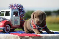 Light Blue Collar, a female Labrador Retriever for sale in Jerico Springs, MO – 5 of 5