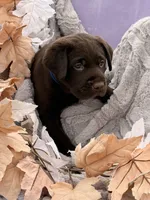 Lyle, a male Labrador Retriever for sale in Jerico Springs, MO – 3 of 6