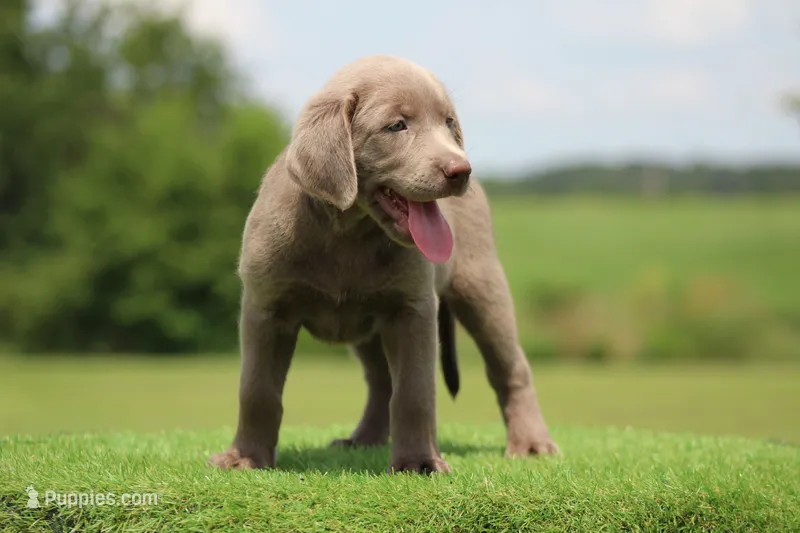 Gold Collar – Labrador Retriever puppy for sale in Jerico Springs, MO