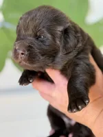 Brown Male, a male Newfoundland for sale in Jerico Springs, MO – 2 of 5