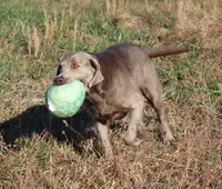 Payton, a female Labrador Retriever for sale in Jerico Springs, MO – 2 of 3