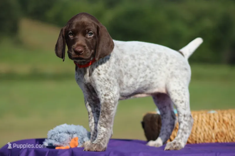 Nelly – German Shorthaired Pointer puppy for sale in Jerico Springs, MO