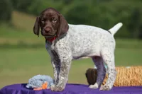 Nelly, a female German Shorthaired Pointer for sale in Jerico Springs, MO – 4 of 5
