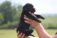 Stanley, a male Labrador Retriever for sale in Jerico Springs, MO – 4 of 4