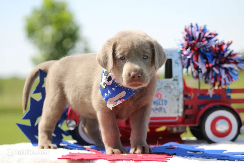 Gold Collar – Labrador Retriever puppy for sale in Jerico Springs, MO