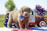 Gold Collar, a female Labrador Retriever for sale in Jerico Springs, MO – 1 of 5