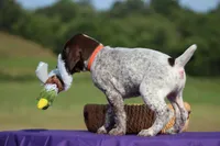 Nelly, a female German Shorthaired Pointer for sale in Jerico Springs, MO – 3 of 5