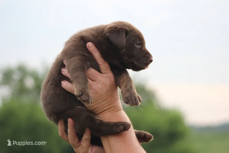 Dakota Mismark Chocolate – Labrador Retriever puppy for sale in Jerico Springs, MO