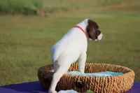 Sofie , a female German Shorthaired Pointer for sale in Jerico Springs, MO – 3 of 5