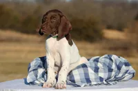 Green Collar , a male German Shorthaired Pointer for sale in Sheldon, MO – Photo 3 of 3
