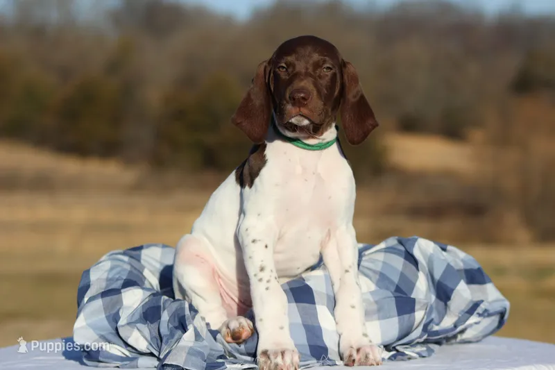 Green Collar  – German Shorthaired Pointer puppy for sale in Sheldon, MO