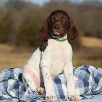 Green Collar , a male German Shorthaired Pointer for sale in Jerico Springs, MO – Photo 1 of 3