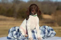 Green Collar , a male German Shorthaired Pointer for sale in Sheldon, MO – Photo 2 of 3