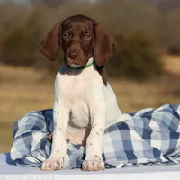 Green Collar , a male German Shorthaired Pointer for sale in Jerico Springs, MO – Photo 2 of 3