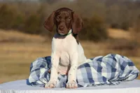 Green Collar , a male German Shorthaired Pointer for sale in Sheldon, MO – Photo 1 of 3