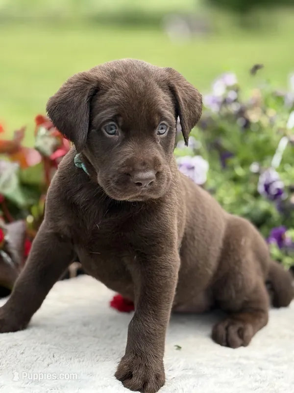 L blue collar – Labrador Retriever puppy for sale in Jerico Springs, MO