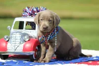 Orange Collar, a female Labrador Retriever for sale in Jerico Springs, MO – 4 of 4